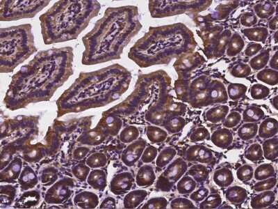Immunohistochemistry-Paraffin: CDC37 Antibody [NBP2-98122]