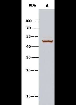 Immunoprecipitation: CDC37 Antibody [NBP2-98122]
