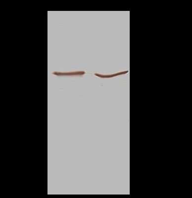 Immunoprecipitation: CDC37 Antibody [NBP2-98936]