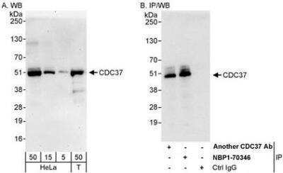 Western Blot: CDC37 Antibody [NBP1-70346]