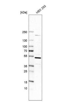 Western Blot: CDC37 Antibody [NBP1-80960]