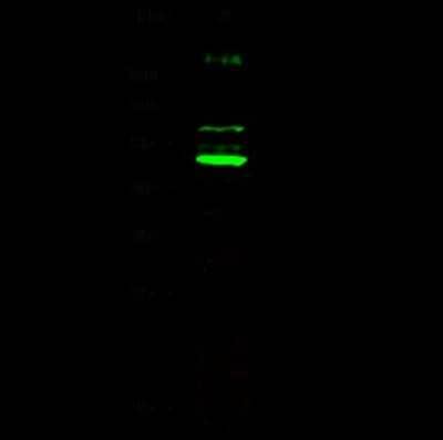 Western Blot: CDC37 Antibody [NBP2-98122]