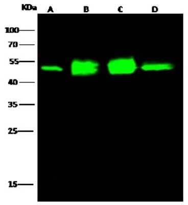 Western Blot: CDC37 Antibody [NBP2-99422]