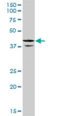 Western Blot: CDC37L1 Antibody (1D4) [H00055664-M03]