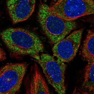 Immunocytochemistry/ Immunofluorescence: CDC37L1 Antibody [NBP1-91772]