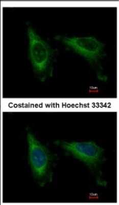 Immunocytochemistry/ Immunofluorescence: CDC37L1 Antibody [NBP2-15830]