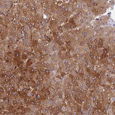 Immunohistochemistry-Paraffin: CDC37L1 Antibody [NBP1-91772]
