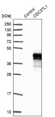 Western Blot: CDC37L1 Antibody [NBP1-91772]