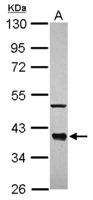 Western Blot: CDC37L1 Antibody [NBP2-15830]