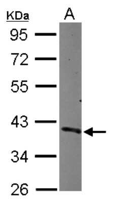 Western Blot: CDC37L1 Antibody [NBP2-15831]