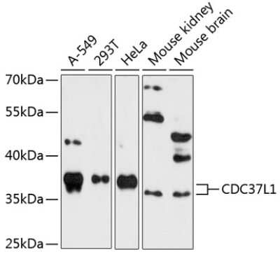 Western Blot: CDC37L1 AntibodyAzide and BSA Free [NBP2-92448]