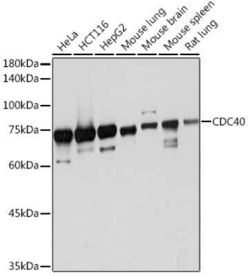 Western Blot: CDC40 Antibody (2I8I7) [NBP3-15920]