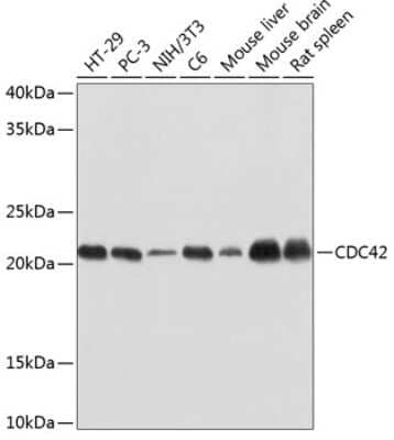 Western Blot: CDC42 Antibody (1V6X7) [NBP3-15619]