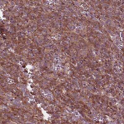 Immunohistochemistry-Paraffin: CDC42 Antibody [NBP2-68888]