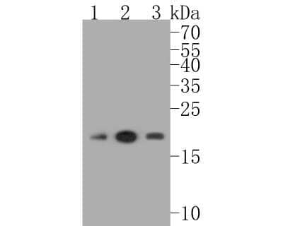 Western Blot: CDC42 Antibody (JJ086-04) [NBP2-67895]