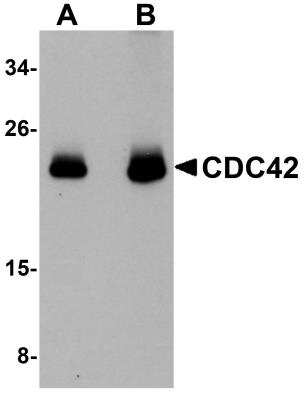 Western Blot: CDC42 AntibodyBSA Free [NBP1-76330]