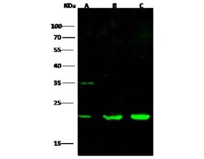 Western Blot: CDC42 Antibody [NBP2-98725]