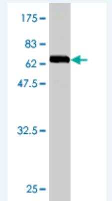 Western Blot: CDC42EP1 Antibody (3A4) [H00011135-M01]