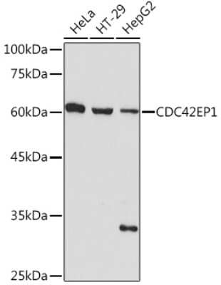 Western Blot: CDC42EP1 Antibody (4P7S6) [NBP3-15881]