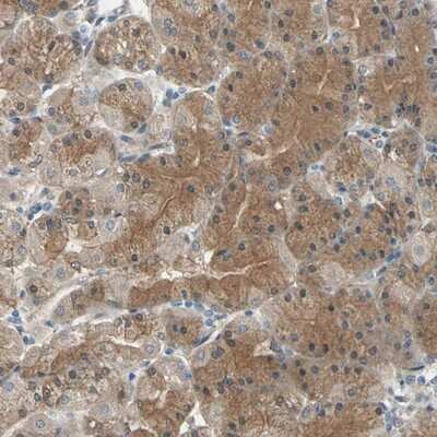 Immunohistochemistry-Paraffin: CDC42EP1 Antibody [NBP1-88379]