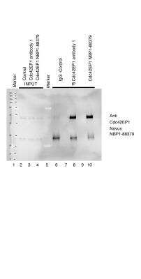 Immunoprecipitation: CDC42EP1 Antibody [NBP1-88379]