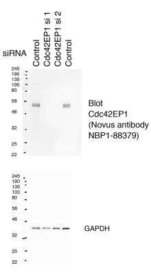 Western Blot: CDC42EP1 Antibody [NBP1-88379]