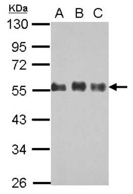 Western Blot: CDC42EP1 Antibody [NBP2-15832]