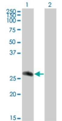 Western Blot: CDC42EP2 Antibody (2H7) [H00010435-M01]