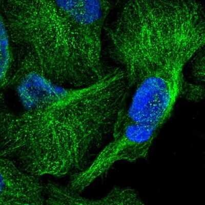 Immunocytochemistry/ Immunofluorescence: CDC42EP2 Antibody [NBP1-88383]