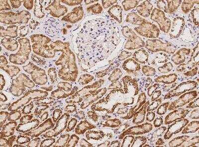 Immunohistochemistry-Paraffin: CDC42EP2 Antibody [NBP3-06534]