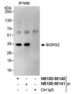 Immunoprecipitation: CDC42EP3 Antibody [NB100-88140]