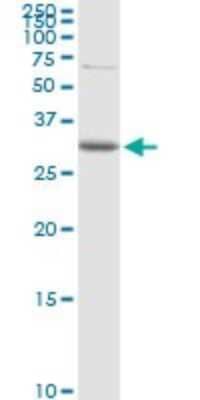 Western Blot: CDC42EP3 Antibody [H00010602-D01P]