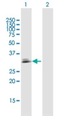 Western Blot: CDC42EP3 Antibody [H00010602-D01P]