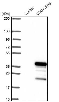 Western Blot: CDC42EP3 Antibody [NBP1-88382]