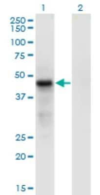 Western Blot: CDC42EP4 Antibody (3G10) [H00023580-M05]