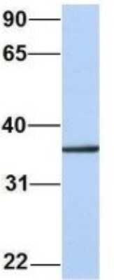 Western Blot: CDC42EP4 Antibody [NBP1-53150]