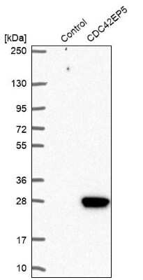 Western Blot: CDC42EP5 Antibody [NBP1-91773]