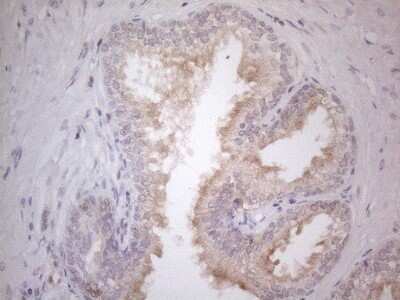 Immunohistochemistry: CDC42SE2 Antibody (OTI1B12) [NBP2-46191]