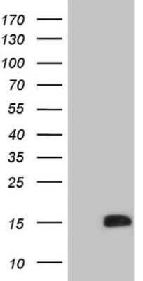 Western Blot: CDC42SE2 Antibody (OTI1B12) [NBP2-46191]