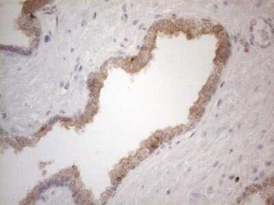 Immunohistochemistry: CDC42SE2 Antibody (OTI1B12) - Azide and BSA Free [NBP2-72070]
