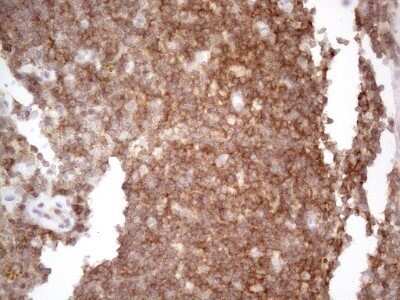 Immunohistochemistry: CDC42SE2 Antibody (OTI1B12) - Azide and BSA Free [NBP2-72070]