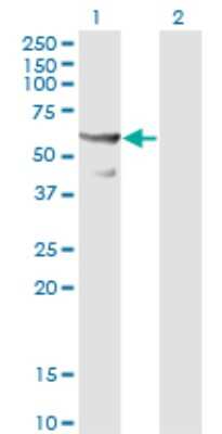 Western Blot: CDC45L Antibody (3F11-1F3) [H00008318-M01]