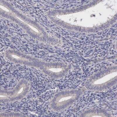 Immunohistochemistry-Paraffin: CDC45L Antibody [NBP1-85723]