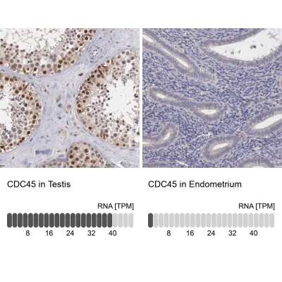 Immunohistochemistry-Paraffin: CDC45L Antibody [NBP1-85723]