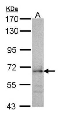 Western Blot: CDC45L Antibody [NBP1-32772]