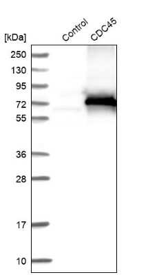 Western Blot: CDC45L Antibody [NBP1-85723]