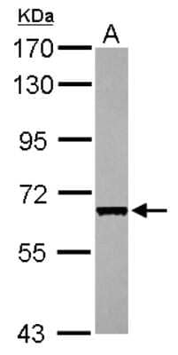 Western Blot: CDC45L Antibody [NBP2-15834]