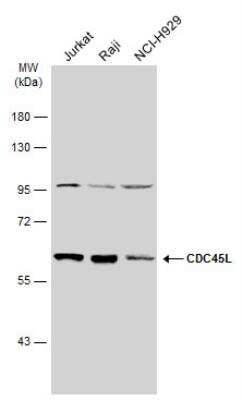 Western Blot: CDC45L Antibody [NBP2-15834]