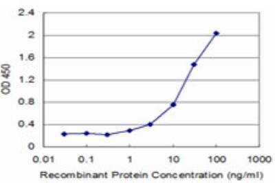 ELISA: CDC5L Antibody (3C12) [H00000988-M08]