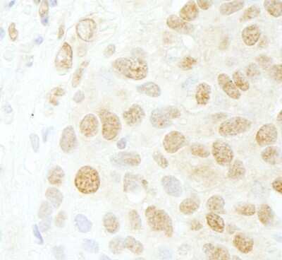 Immunohistochemistry: CDC5L Antibody [NB100-87014]